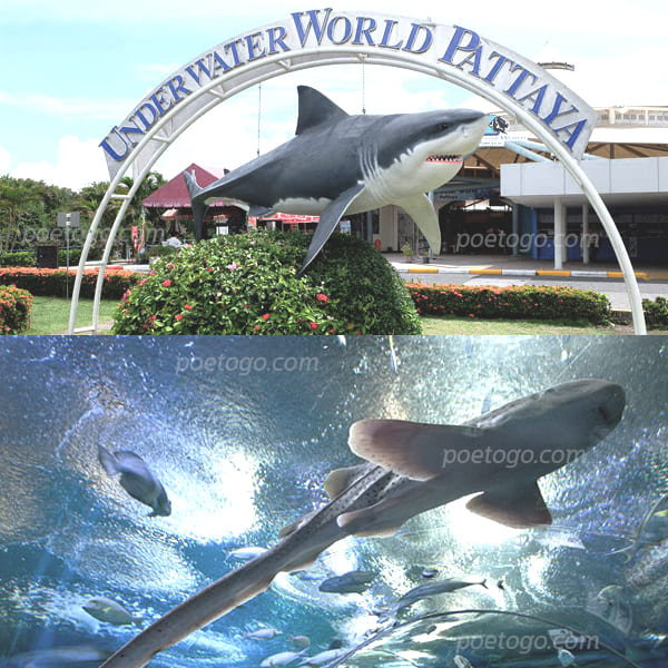 Underwater World Pattaya3 - “ Underwater World Pattaya ” อควาเรียมแห่งใหม่ในชลบุรี