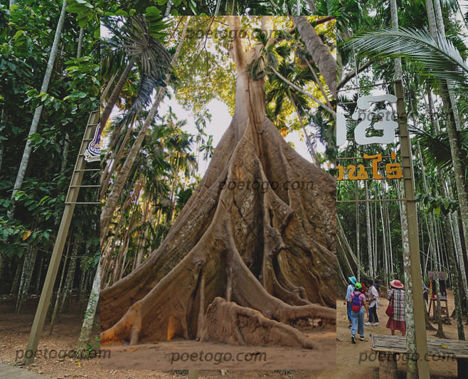 ต้นไม้ยักษ์อุทัยธานี2 - ต้นไม้ยักษ์อุทัยธานี ต้นไม้ยักษ์ที่พลาดไม่ได้เมื่อแวะมาเที่ยว ที่จังหวัดอุทัยธานี