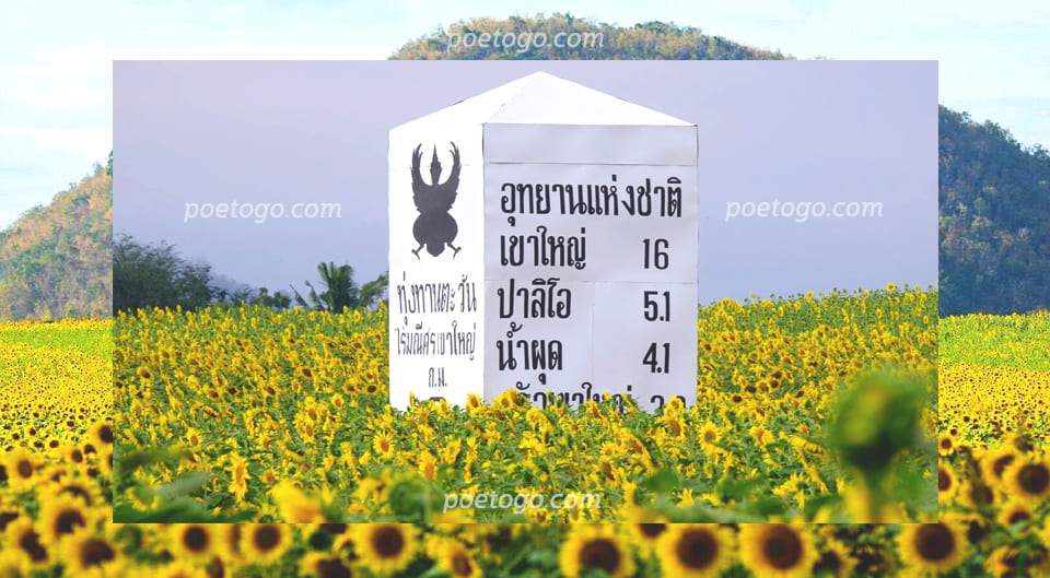 ทุ่งทานตะวันไร่มณีศรเขาใหญ่
