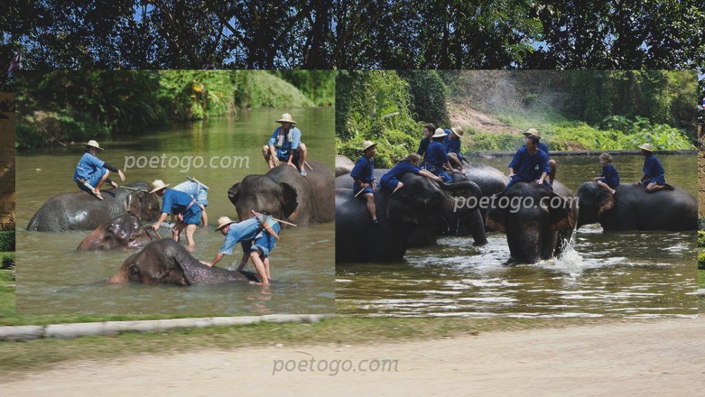 ศูนย์อนุรักษ์ช้างไทย3 1024x577 - ศูนย์อนุรักษ์ช้างไทย สถานที่ท่องเที่ยวยอดฮิตลำปาง ที่มีความน่ารักของช้างไทย