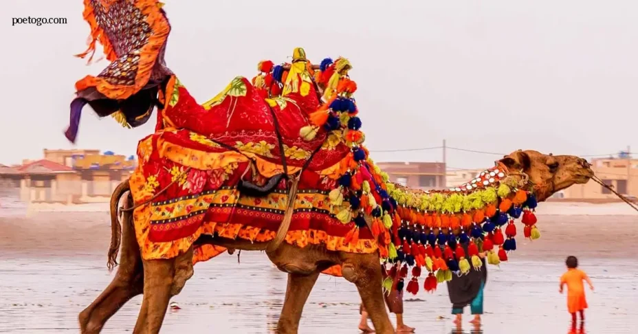 ท่องทะเลทรายสไตล์ Enjoy Camel Rides Neemrana ท่องทะเลทรายสไตล์